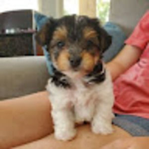 Meet your Posher, Holly